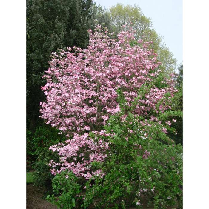 Cornus florida f. rubra