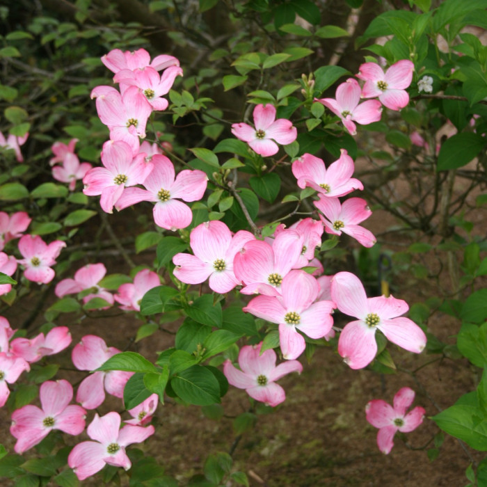 Cornus florida f. rubra