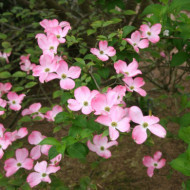 Cornus florida f. rubra