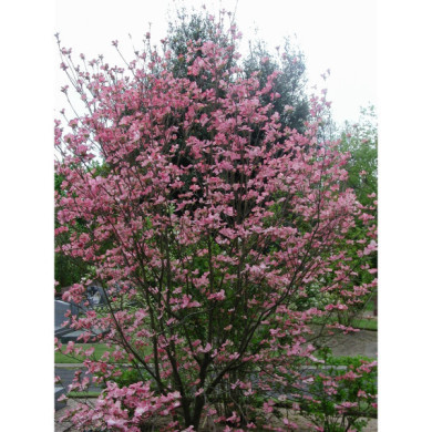 Cornus florida f. rubra