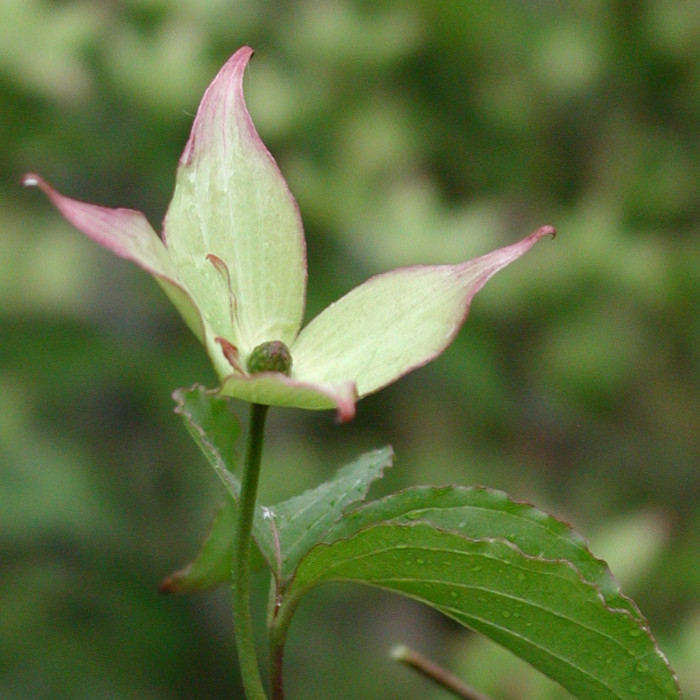 Cornus kousa