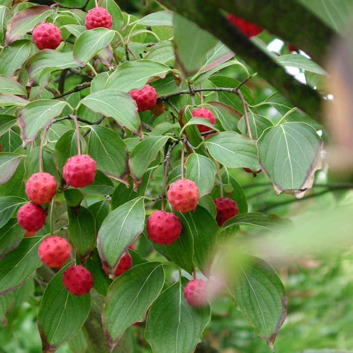 Cornus kousa