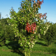 Acer rubrum