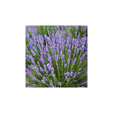 Lavandula angustifolia 'Dawrf Blue'