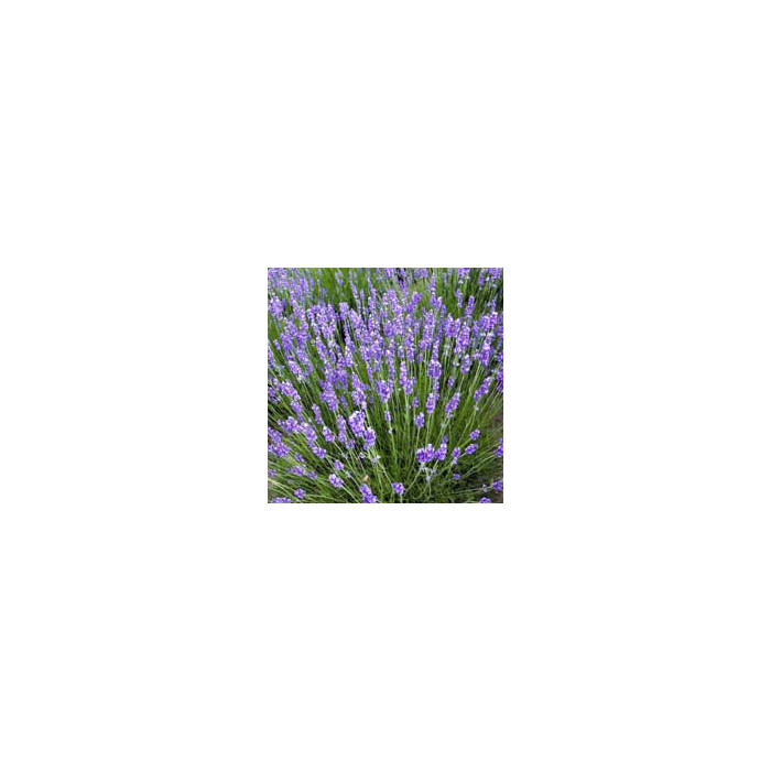 Lavandula angustifolia 'Dawrf Blue'