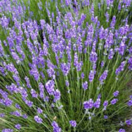 Lavandula angustifolia 'Dawrf Blue'