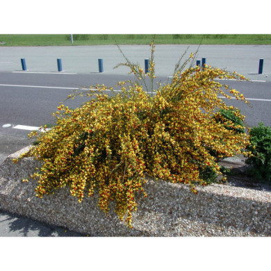 Cytisus 'Andreanus'