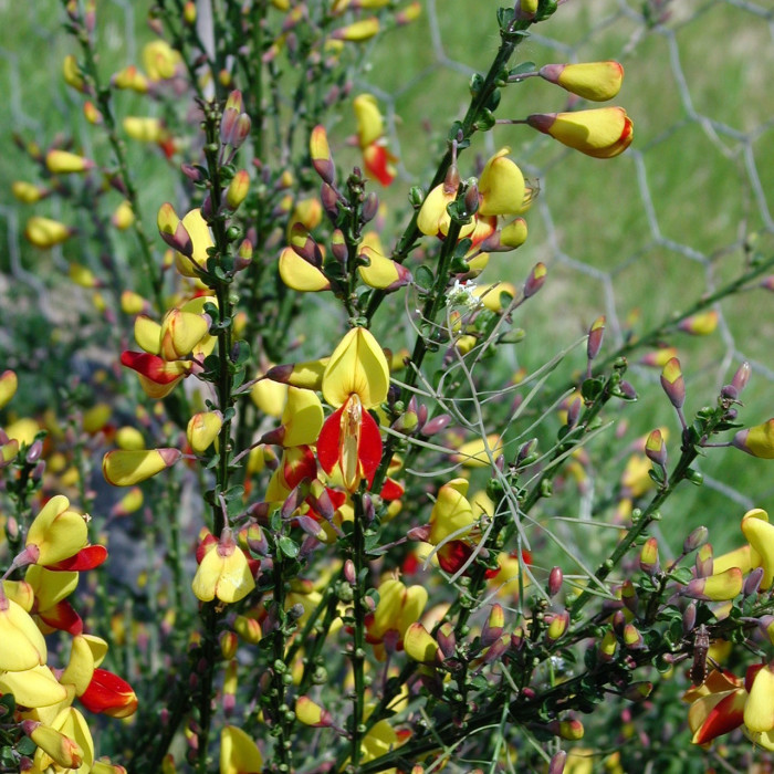 Cytisus 'Andreanus'
