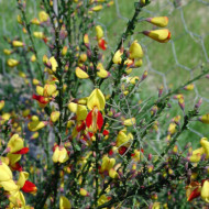 Cytisus 'Andreanus'