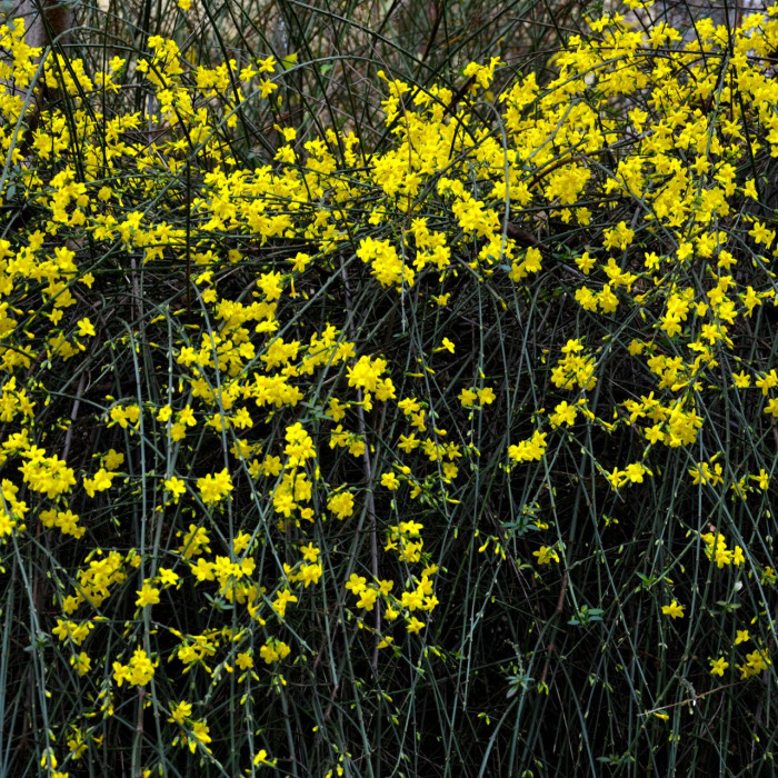 Jasminum nudiflorum