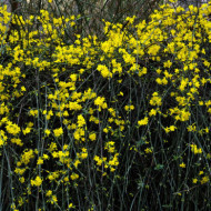Jasminum nudiflorum