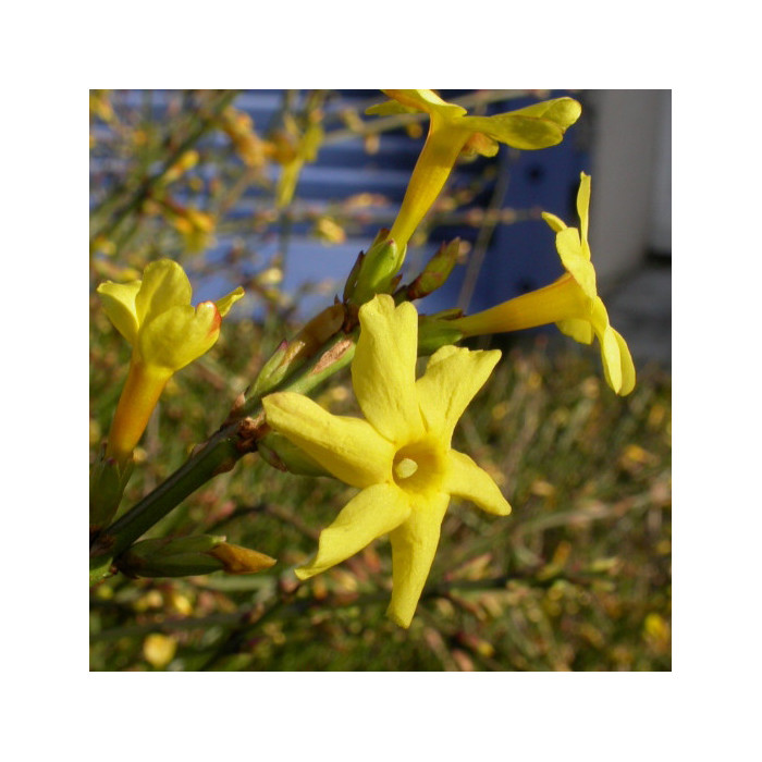 Jasminum nudiflorum