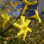 Jasminum nudiflorum