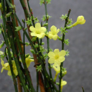 Jasminum nudiflorum