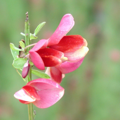 Cytisus 'Burkwoodii'