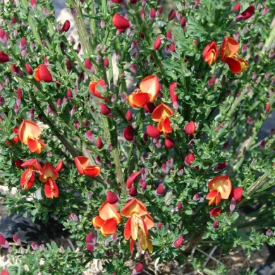 Cytisus 'Lena'