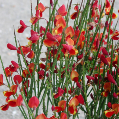 Cytisus 'Lena'