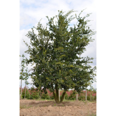 Quercus ilex