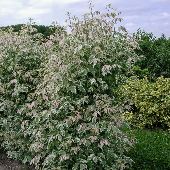 Acer negundo 'Flamingo'