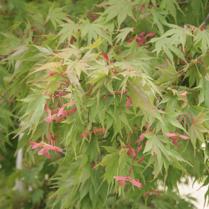 Acer palmatum