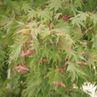 Acer palmatum