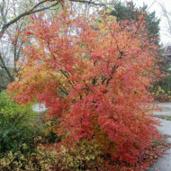 Acer palmatum