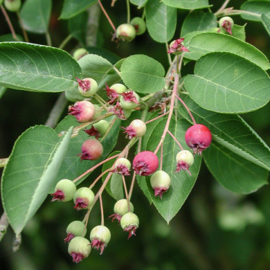 Amelanchier lamarckii