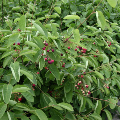 Amelanchier lamarckii