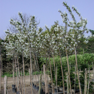 Amelanchier lamarckii