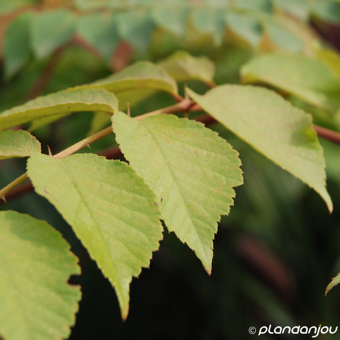 Aralia elata