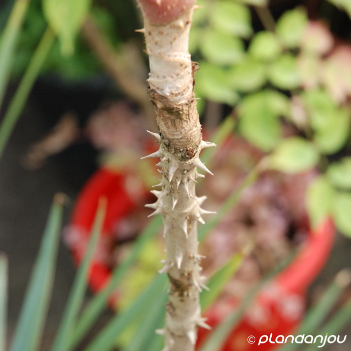 Aralia elata