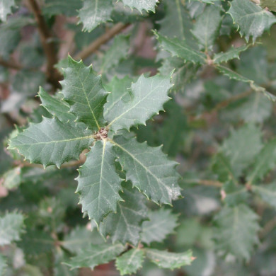 Quercus ilex
