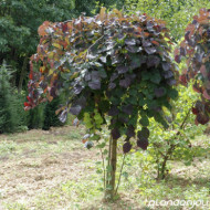Cercis canadensis 'Forest Pansy'