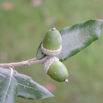 Quercus ilex