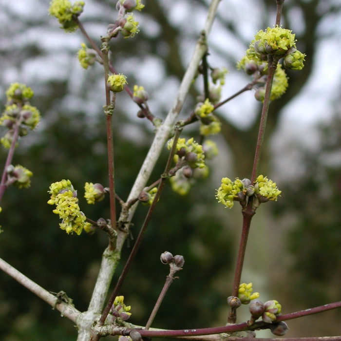 Cornus mas