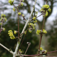 Cornus mas