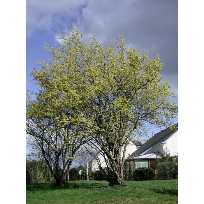 Cornus mas