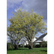Cornus mas