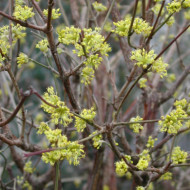 Cornus officinalis