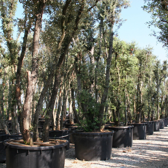 Quercus ilex