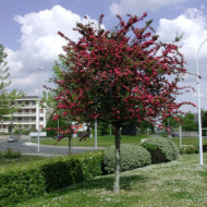 Crataegus x media 'Paul's Scarlet'