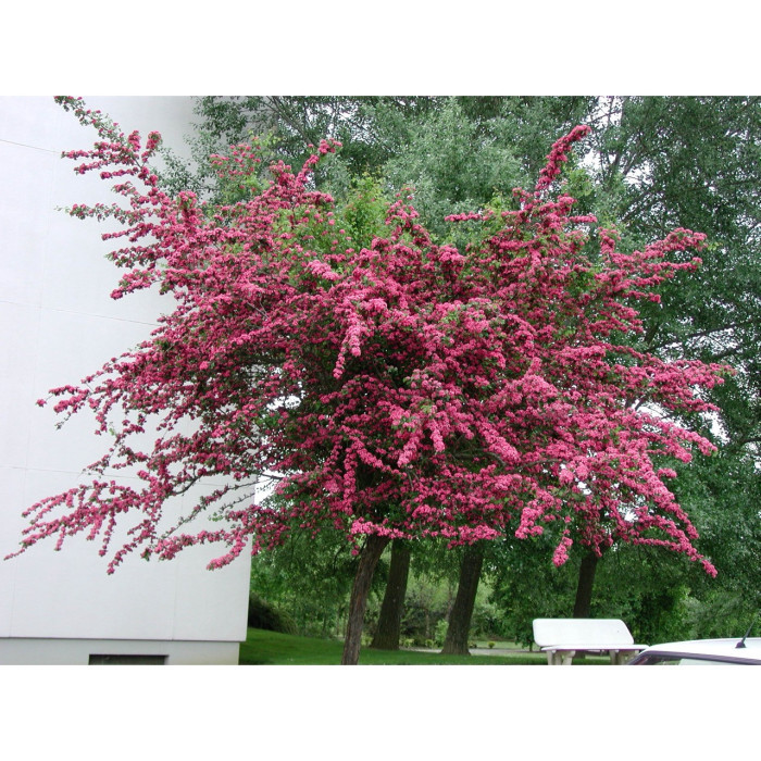 Crataegus x media 'Paul's Scarlet'