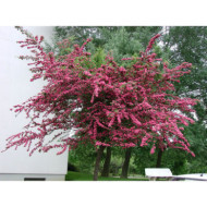 Crataegus x media 'Paul's Scarlet'