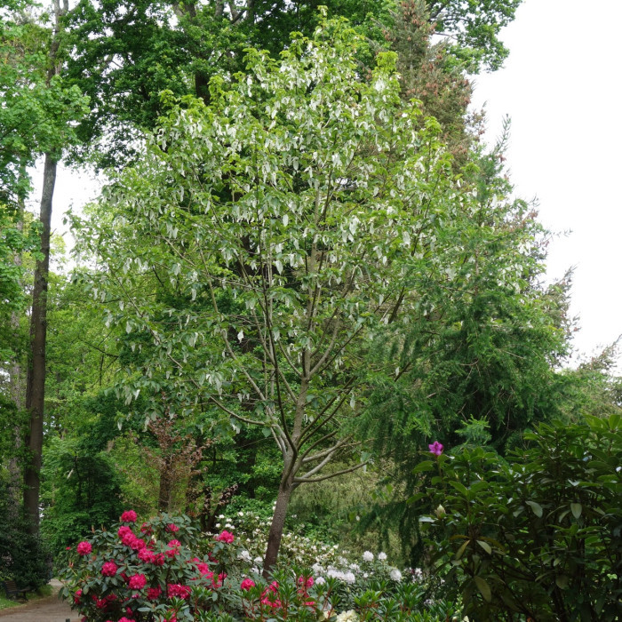 Davidia involucrata