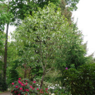 Davidia involucrata