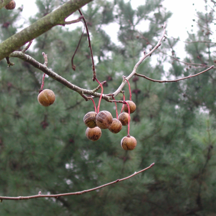 Davidia involucrata