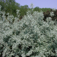 Elaeagnus angustifolia