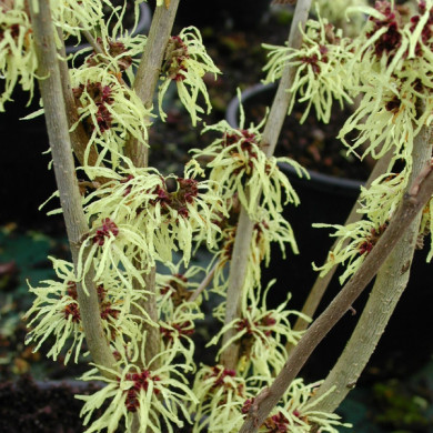Hamamelis x intermedia 'Pallida'