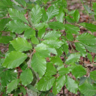 Fagus sylvatica