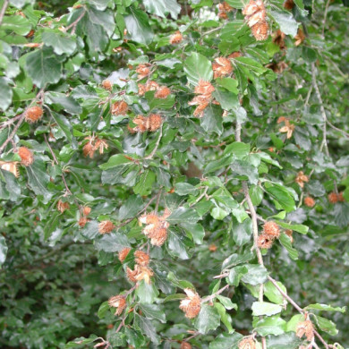 Fagus sylvatica